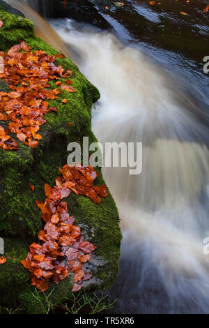 Autumnally Blätter im Rocky Mountain Creek in Stein Canyon, Deutschland, Bayern, Nationalpark Bayerischer Wald Stockfoto