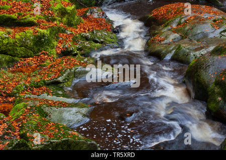 Autumnally Blätter im Rocky Mountain Creek in Stein Canyon, Deutschland, Bayern, Nationalpark Bayerischer Wald Stockfoto