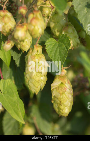 Gemeinsame Hopfen (Humulus lupulus), Obst, Deutschland Stockfoto