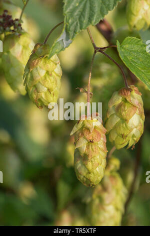 Gemeinsame Hopfen (Humulus lupulus), Obst, Deutschland Stockfoto