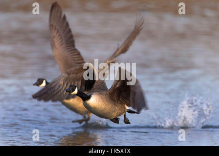 Kanadagans (Branta canadensis), zwei Kanadagänse ab Wasser, Deutschland, Bayern Stockfoto