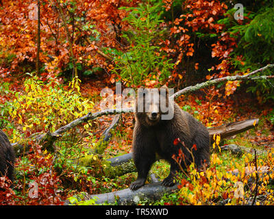 Europäische Braunbär (Ursus arctos arctos), Junge Braunbären auf einer Lichtung im Herbst, Deutschland, Bayern, Nationalpark Bayerischer Wald Stockfoto