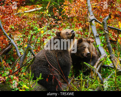 Europäische Braunbär (Ursus arctos arctos), zwei Junge Braunbären auf einer Lichtung im Herbst, Deutschland, Bayern, Nationalpark Bayerischer Wald Stockfoto