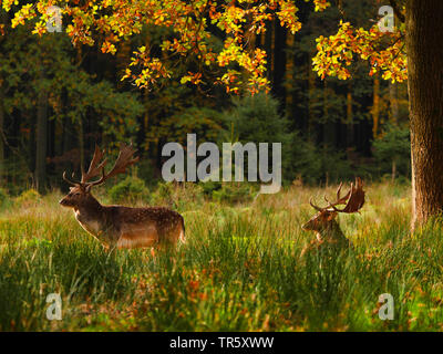 Damwild (Dama Dama, Cervus dama), Hirsche auf einer Lichtung in einem Wald, Deutschland, Sachsen Stockfoto