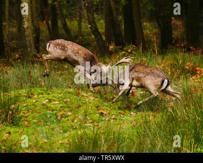 Damwild (Dama Dama, Cervus dama), Kämpfende Hirsche während der Brunft, Deutschland, Sachsen Stockfoto