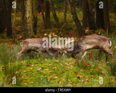 Damwild (Dama Dama, Cervus dama), Kämpfende Hirsche während der Brunft, Seitenansicht, Deutschland, Sachsen Stockfoto