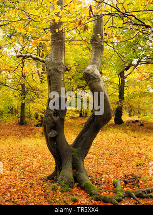 Gemeinsame Buche (Fagus sylvatica), alte Buche Wald im Herbst, Bournak, Tschechien, Erzgebirge, Bournak, Mikulov Stockfoto