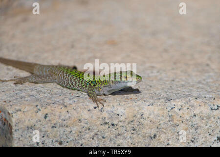 Tyrrhenische wand Eidechse (Podarcis tiliguerta), die auf der Mauer sitzen, Sardinien, Italien Stockfoto