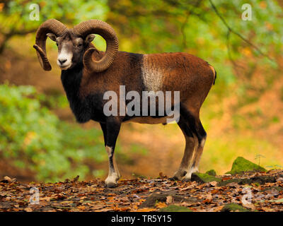 Mufflon (Ovis musimon, Ovis gmelini musimon, Ovis orientalis Musimon), ram stehen in einem Herbst Wald, Seitenansicht, Deutschland, Sachsen Stockfoto