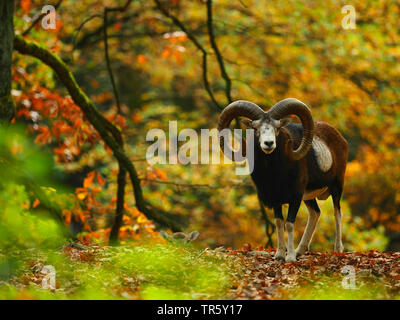 Mufflon (Ovis musimon, Ovis gmelini musimon, Ovis orientalis Musimon), ram stehen in einem Herbst Wald, Vorderansicht, Deutschland, Sachsen Stockfoto