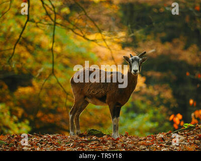 Mufflon (Ovis musimon, Ovis gmelini musimon, Ovis orientalis Musimon), Mufflon ewe Stellung in einer Herbst Wald, Deutschland, Sachsen Stockfoto