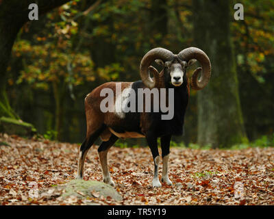 Mufflon (Ovis musimon, Ovis gmelini musimon, Ovis orientalis Musimon), ram stehen in einem Herbst Wald, Seitenansicht, Deutschland, Sachsen Stockfoto