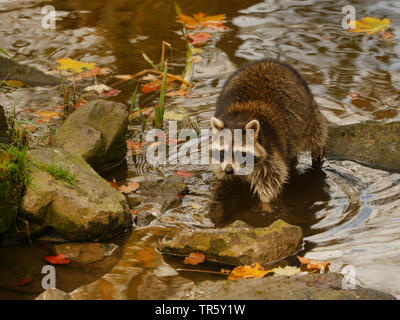 Gemeinsame Waschbär (Procyon Lotor), ein Bach im Herbst, Deutschland, Bayern Stockfoto