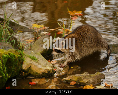 Gemeinsame Waschbär (Procyon Lotor), ein Bach im Herbst, Deutschland, Bayern Stockfoto