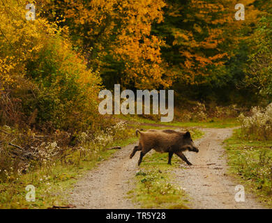 Wilde Eber, Schwein, Wildschwein (Sus scrofa), Wold sow Kreuzung ein Waldweg im Herbst Wald, Seitenansicht, Deutschland, Baden-Württemberg Stockfoto