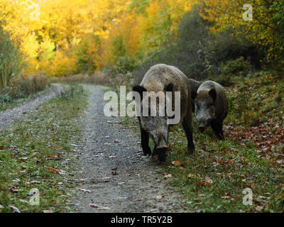 Wilde Eber, Schwein, Wildschwein (Sus scrofa), Herde von wilden Sauen auf einem Waldweg im Herbst Wald, Deutschland, Baden-Württemberg Stockfoto