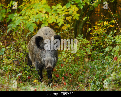 Wilde Eber, Schwein, Wildschwein (Sus scrofa), wilde Sau Stellung in einer Herbst Wald, Vorderansicht, Deutschland, Baden-Württemberg Stockfoto