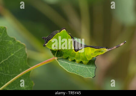 Puss Moth (Cerura vinula, Dicranura vinula), Caterpillar essen an zittern Pappel, Deutschland Stockfoto