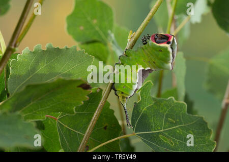 Puss Moth (Cerura vinula, Dicranura vinula), Caterpillar essen an zittern Pappel, Seitenansicht, Deutschland Stockfoto