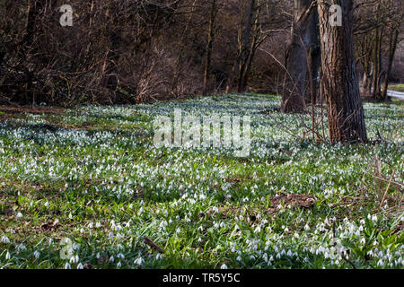 Gemeinsame Schneeglöckchen (Galanthus nivalis), blühen in einem Park Rasen, Österreich, Burgenland Stockfoto