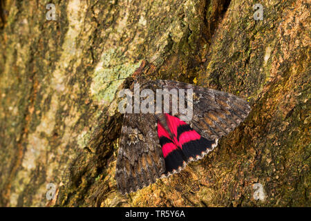 Dark crimson underwing (Catocala sponsa), inago sitzen auf Rinde, Deutschland Stockfoto