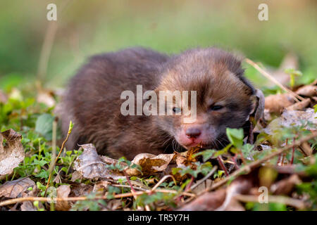 Red Fox (Vulpes vulpes), hilflosen Fox Cub liegen auf dem Waldboden, Vorderansicht, Deutschland, Bayern, Niederbayern, Oberbayern Stockfoto