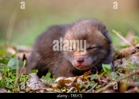 Red Fox (Vulpes vulpes), hilflosen Fox Cub liegen auf dem Waldboden, Vorderansicht, Deutschland, Bayern, Niederbayern, Oberbayern Stockfoto