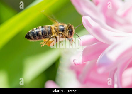 Honey Bee, hive Biene (Apis mellifera mellifera), mit pollenloads, fliegen in die Blüte von hyazinthe, Deutschland, Bayern, Niederbayern, Oberbayern Stockfoto