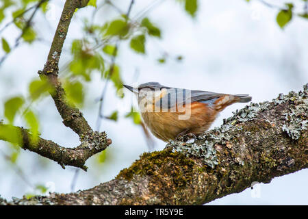 Eurasischen Kleiber (Sitta europaea), sitzend auf einem lichened Zweig, Seitenansicht, Deutschland, Bayern, Niederbayern, Oberbayern Stockfoto