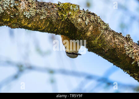 Eurasischen Kleiber (Sitta europaea), Peering haedlong unter einem Zweig, Deutschland, Bayern, Niederbayern, Oberbayern Stockfoto