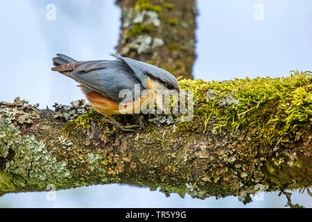 Eurasischen Kleiber (Sitta europaea), Wind bewegen der Federn, sitzen auf einem Bemoosten und lichened Zweig, Deutschland, Bayern, Niederbayern, Oberbayern Stockfoto