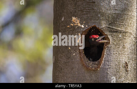 Schwarzspecht (Dryocopus martius), männlich werfen Holzspäne, ein Specht Hohlraum, Deutschland, Bayern, Niederbayern, Oberbayern Stockfoto