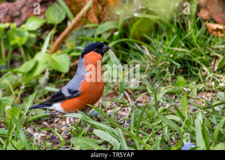 Dompfaff, Gimpel, nördliche Gimpel (Pyrrhula pyrrhula), männlich auf Gras Stretching nach oben, Seitenansicht, Deutschland, Bayern, Oberbayern, Oberbayern Stockfoto