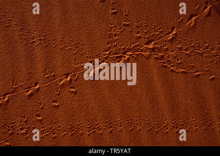 Spuren im Sand, Namibia, Sossusvlei, Namib Naukluft National Park Stockfoto