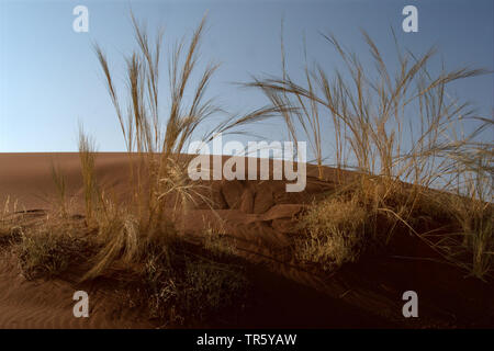 Gras auf einer Düne, Namibia, Sossusvlei, Namib Naukluft National Park Stockfoto