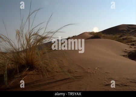 Gras auf einer Düne, Namibia, Sossusvlei, Namib Naukluft National Park Stockfoto