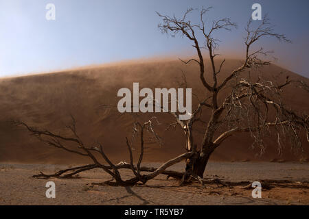 Kamel Thorn, Giraffe Thorn (Acacia Erioloba), toten Baum vor einer Düne in Sandstorm, Namibia, Sossusvlei, Namib Naukluft National Park Stockfoto