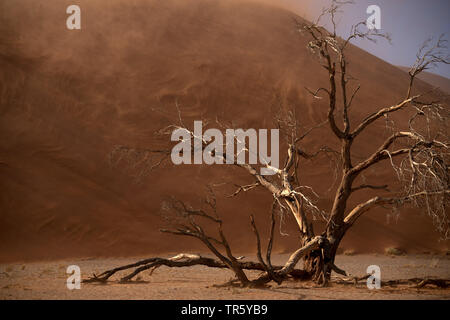 Kamel Thorn, Giraffe Thorn (Acacia Erioloba), toten Baum vor einer Düne in Sandstorm, Namibia, Sossusvlei, Namib Naukluft National Park Stockfoto
