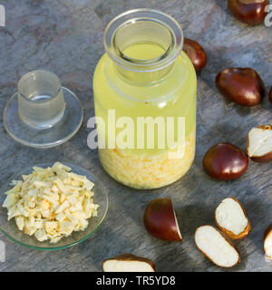 Gemeinsame Rosskastanie (Aesculus hippocastanum), selbstgemacht Rosskastanie Tinktur, Deutschland Stockfoto