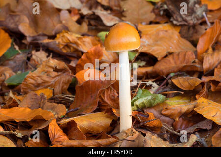 Tawny Grisette (Amanita Fulva), Fruchtbildung Körper Stockfoto