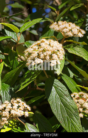 Lederfarn viburnum (Viburnum rhytidophyllum), blühende, Deutschland Stockfoto