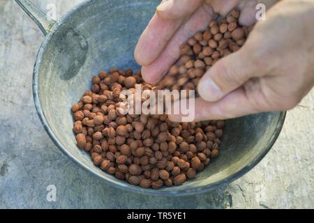 Blackthorn, Schlehe (Prunus spinosa), schlehe Kernel in eine Schüssel, Deutschland Stockfoto