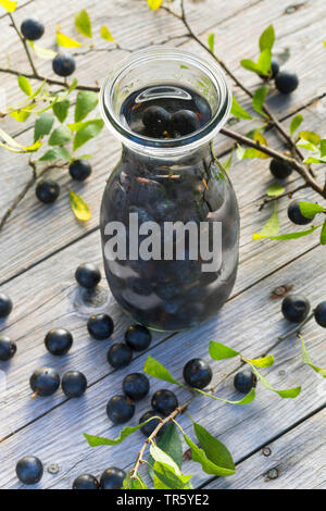 Blackthorn, Schlehe (Prunus spinosa), selbmade Schlehen Likör, Deutschland Stockfoto