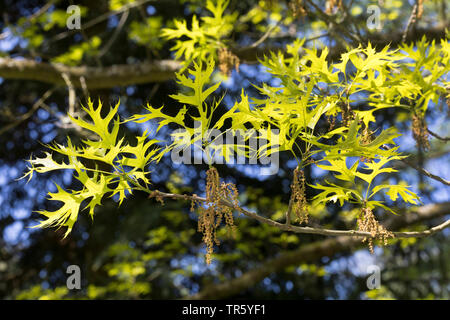 Pin Oak, Sumpf Spanische Eiche (Quercus palustris), blühender Zweig mit frischen Blätter Stockfoto