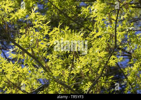 Pin Oak, Sumpf Spanische Eiche (Quercus palustris), blühender Zweig mit frischen Blätter Stockfoto