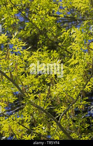 Pin Oak, Sumpf Spanische Eiche (Quercus palustris), blühender Zweig mit frischen Blätter Stockfoto