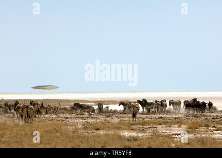 Gemeinsame Zebras (Equus quagga), Herde in der Steppe, Namibia, Etosha National Park Stockfoto