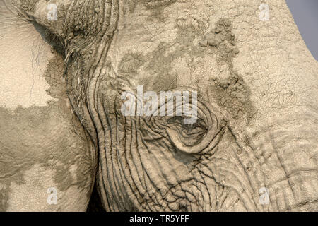 Afrikanischer Elefant (Loxodonta africana), des Elefanten Auge nach dem Schlammbad, Namibia, Etosha National Park Stockfoto