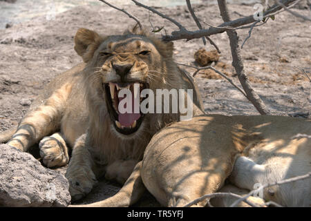Löwe (Panthera leo), heulenden Lion, Namibia, Etosha National Park Stockfoto