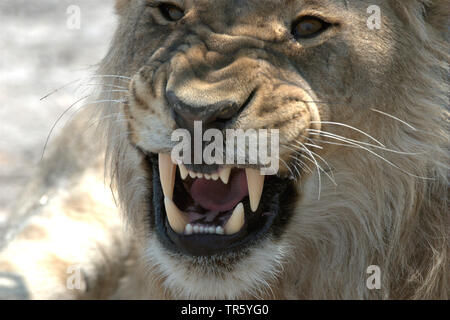 Löwe (Panthera leo), Heulen, Porträt, Namibia, Etosha National Park Stockfoto